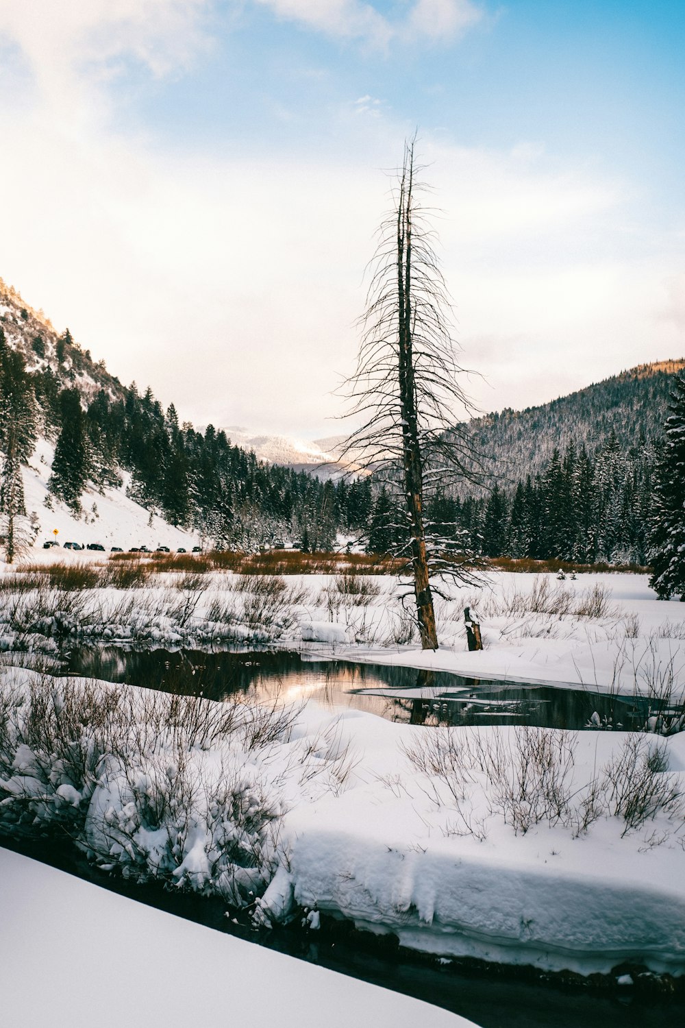 snow covered trees and mountains during daytime