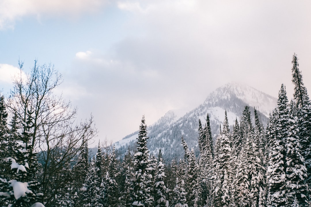 green pine trees near snow covered mountain during daytime