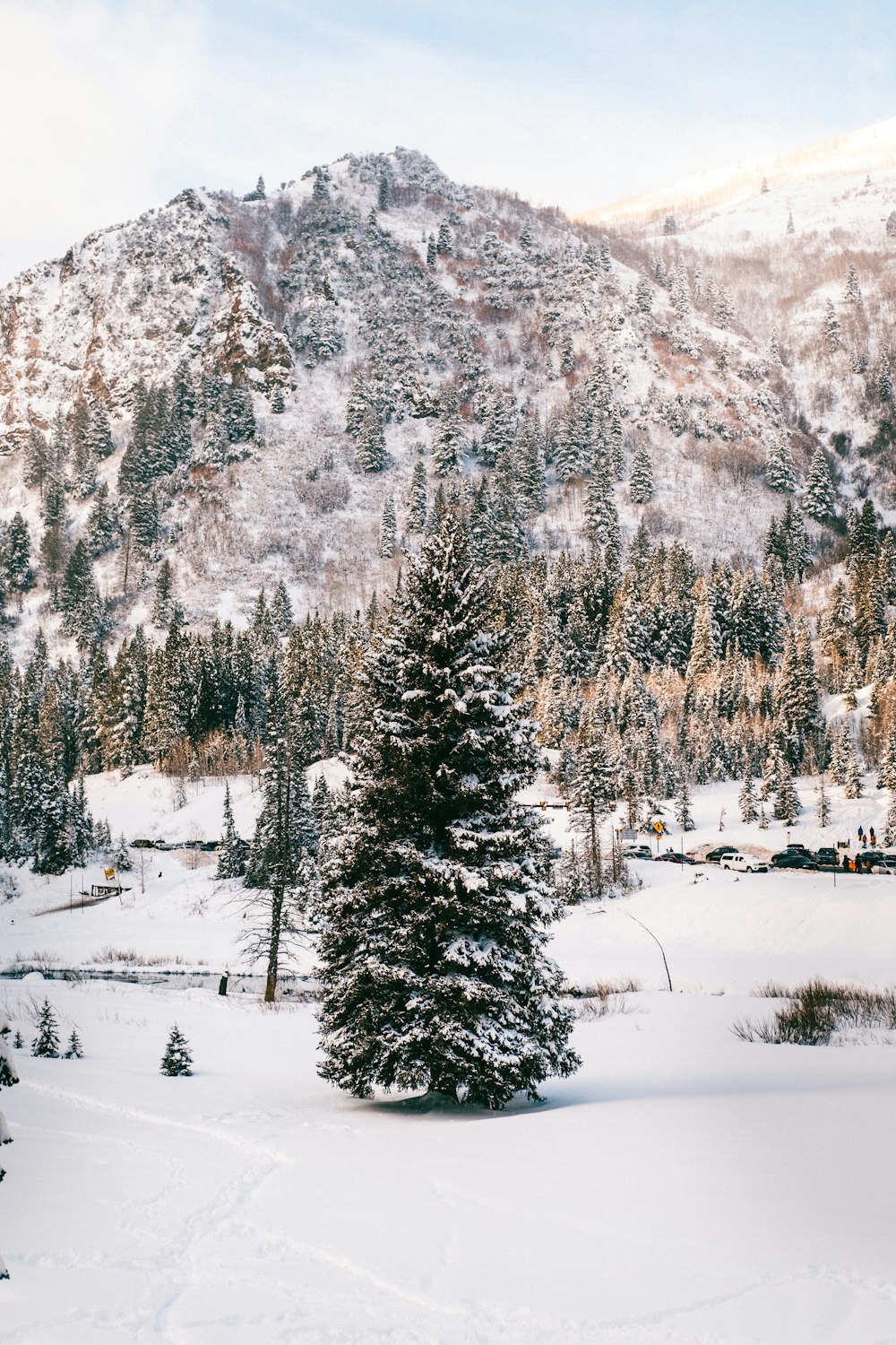 pinos verdes en el suelo cubierto de nieve durante el día