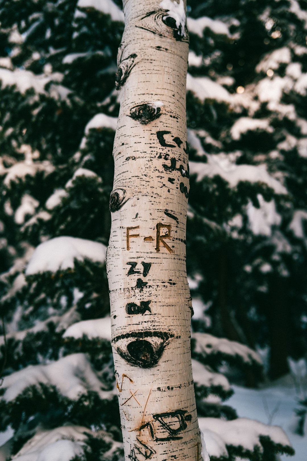 brown tree trunk covered with snow