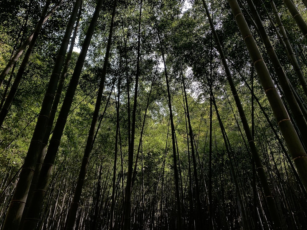 low angle photography of green trees during daytime