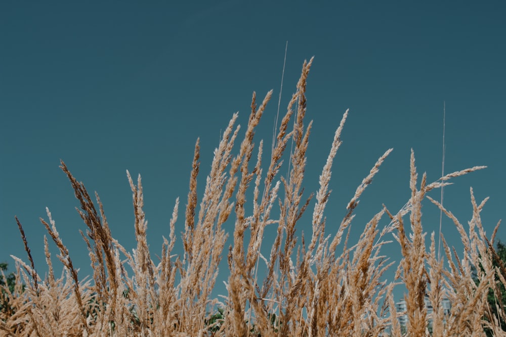 brown wheat field under blue sky during daytime