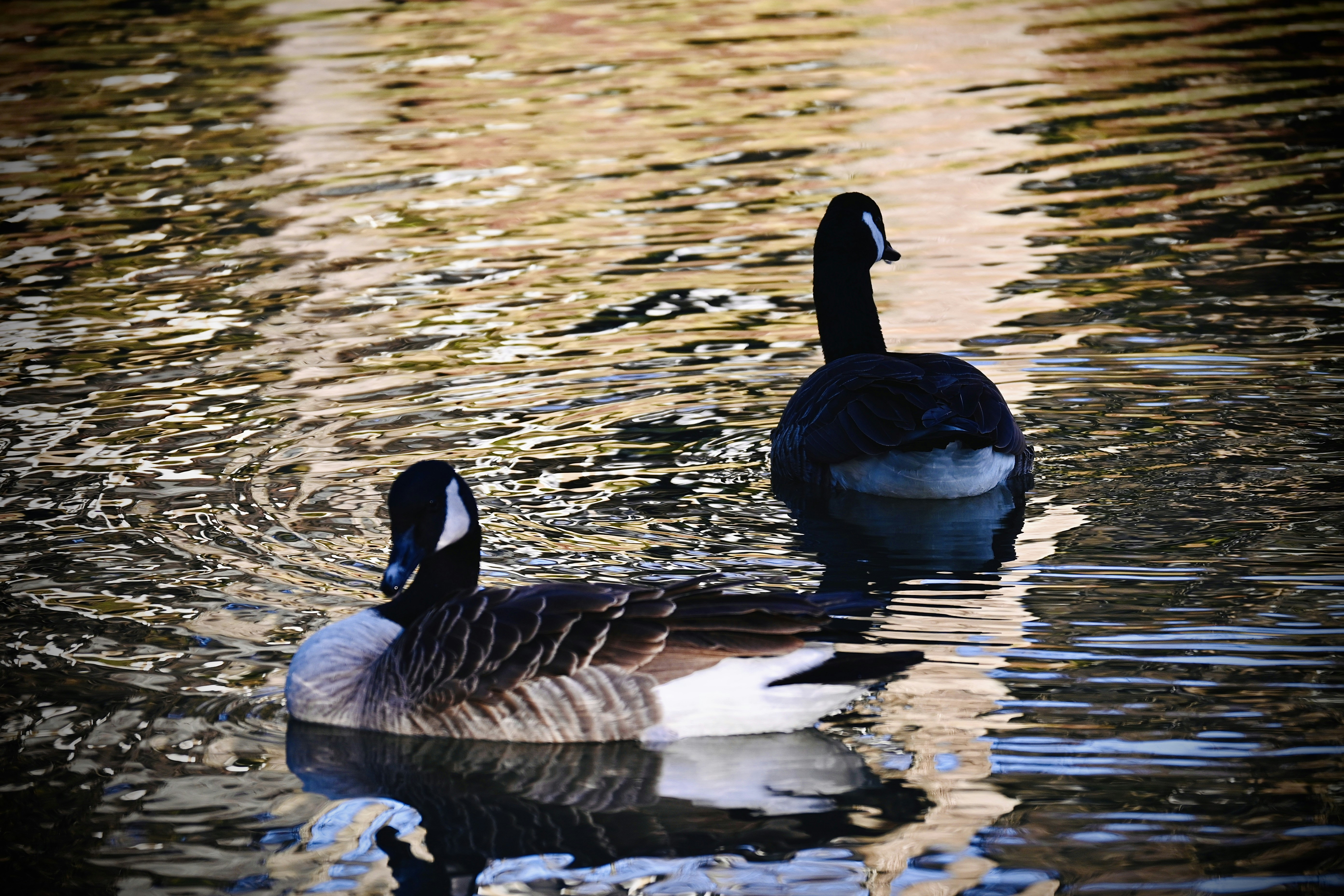 Photo by vijetha_surakanti