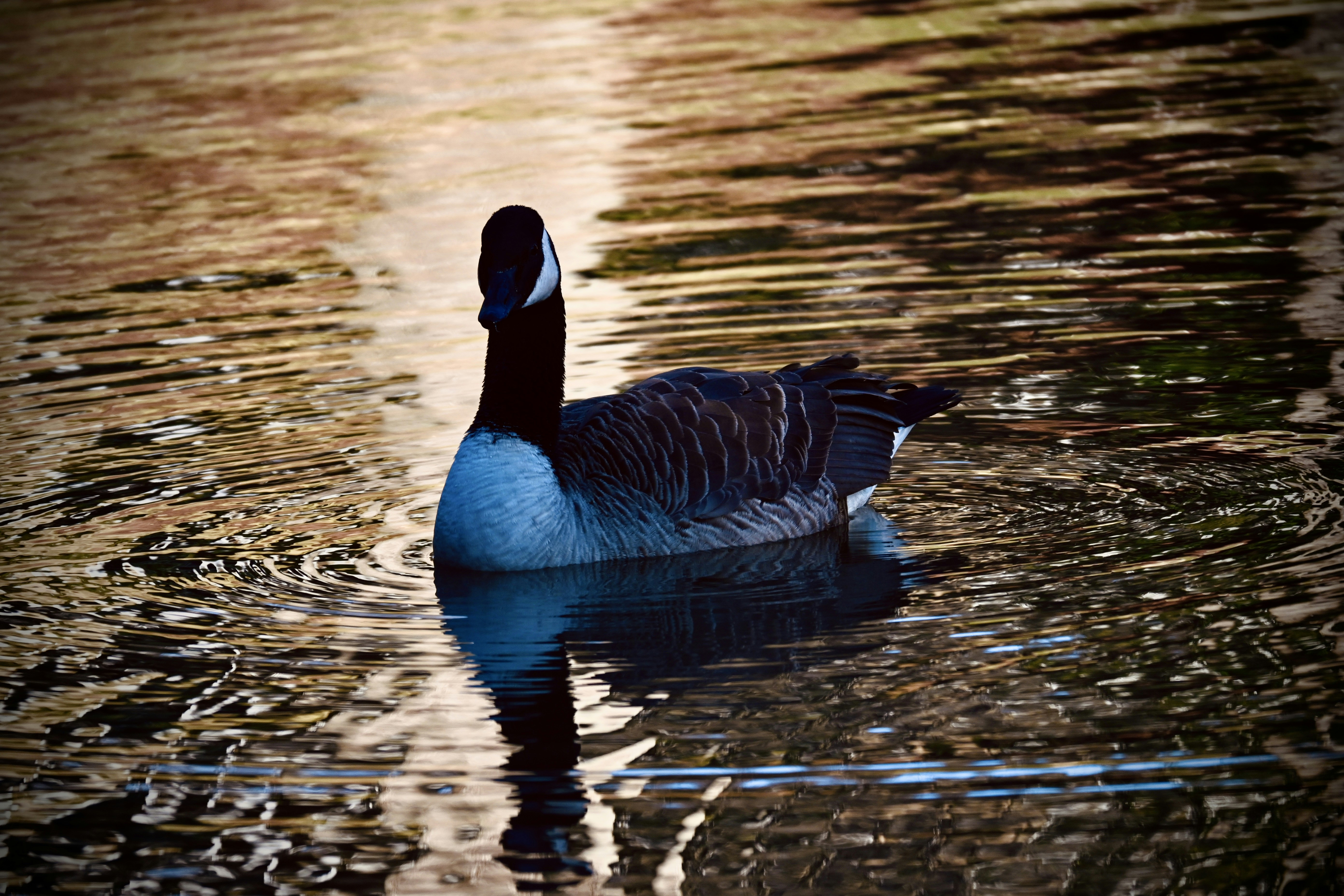 Photo by vijetha_surakanti