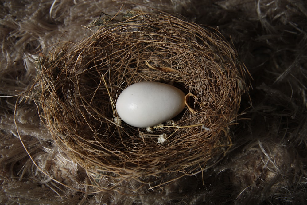 white egg on brown nest