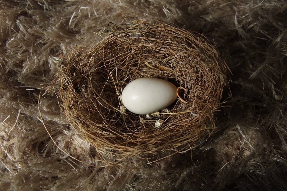 white egg on brown nest