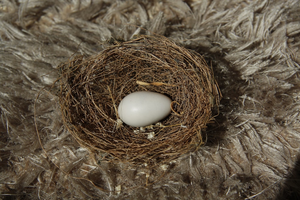 white egg on brown nest