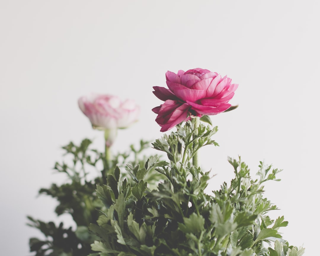 pink flower with green leaves