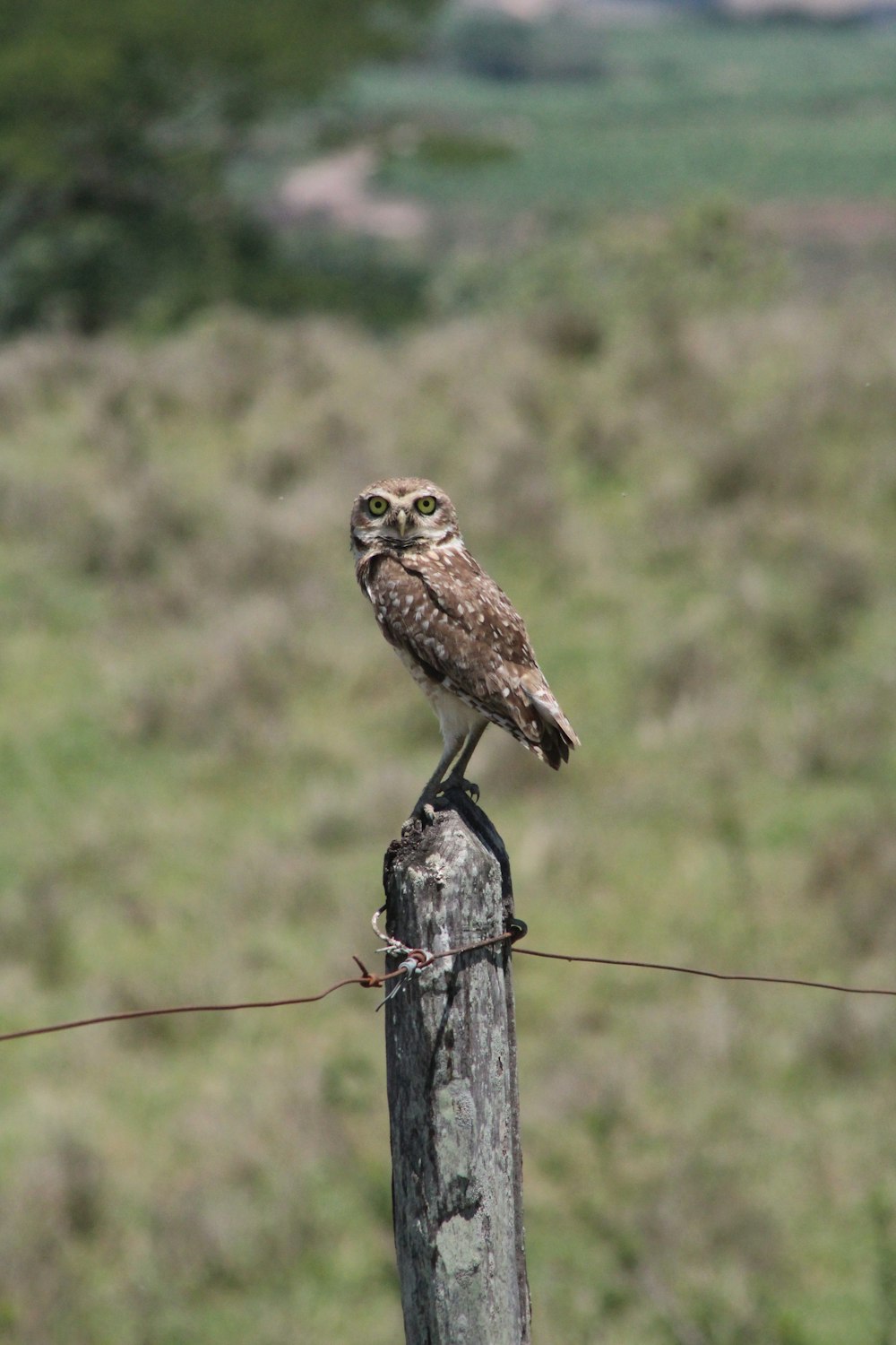 brown owl perched on brown wooden post during daytime
