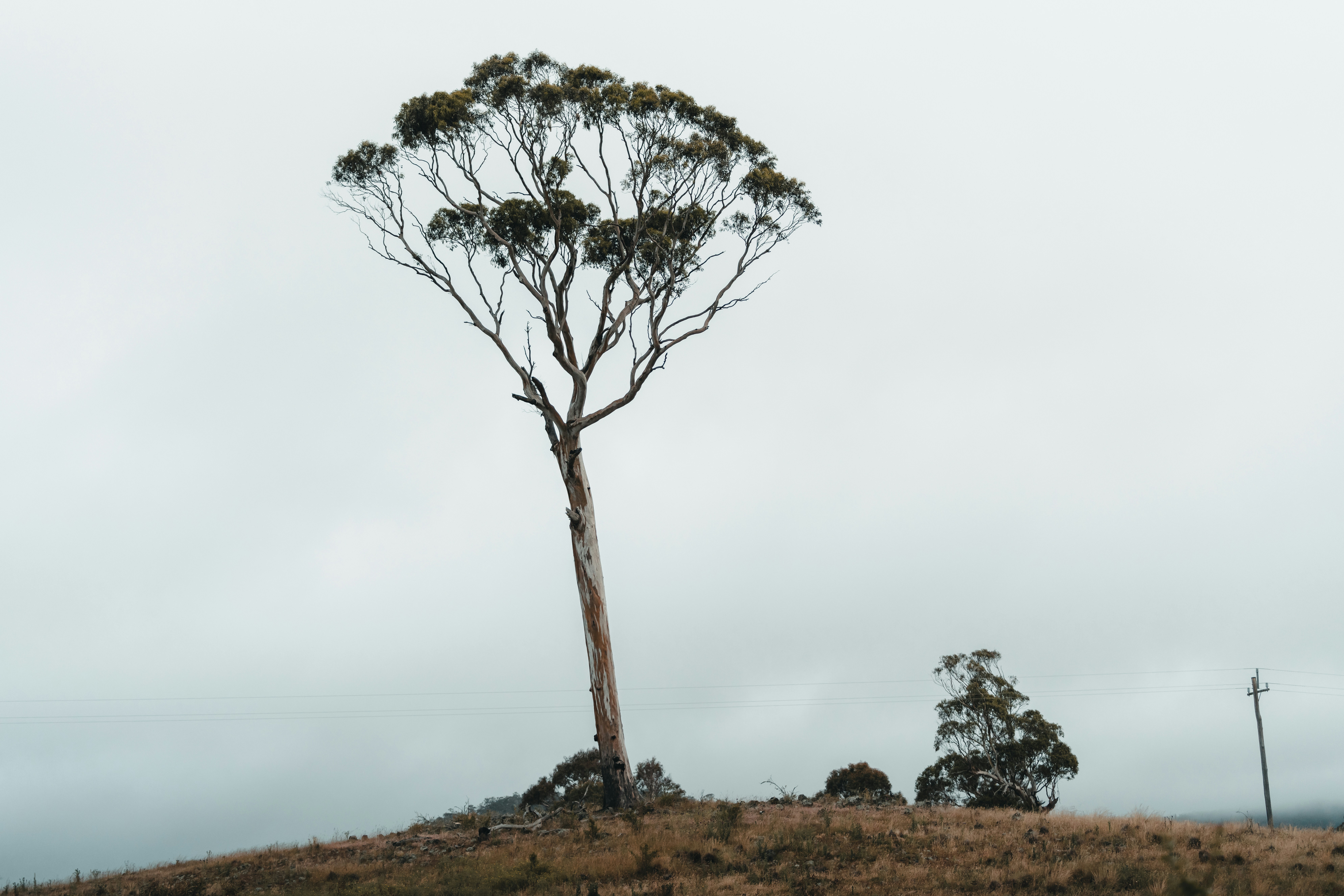 En ensam träd som står starkt i ett stormigt landskap, symboliserar motståndskraft.