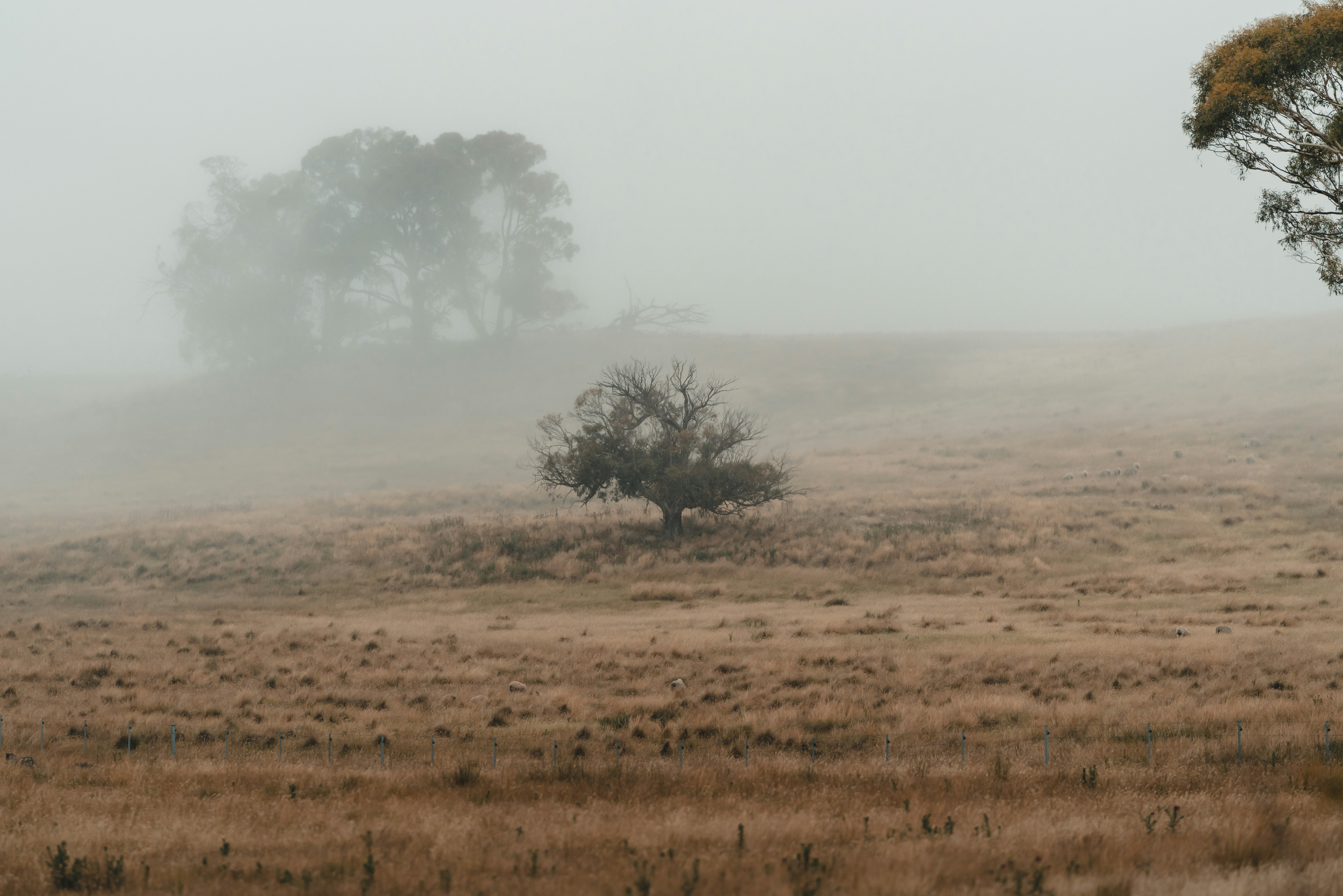 Fog’s Role in Preventing Drought Stress (image credits: unsplash)