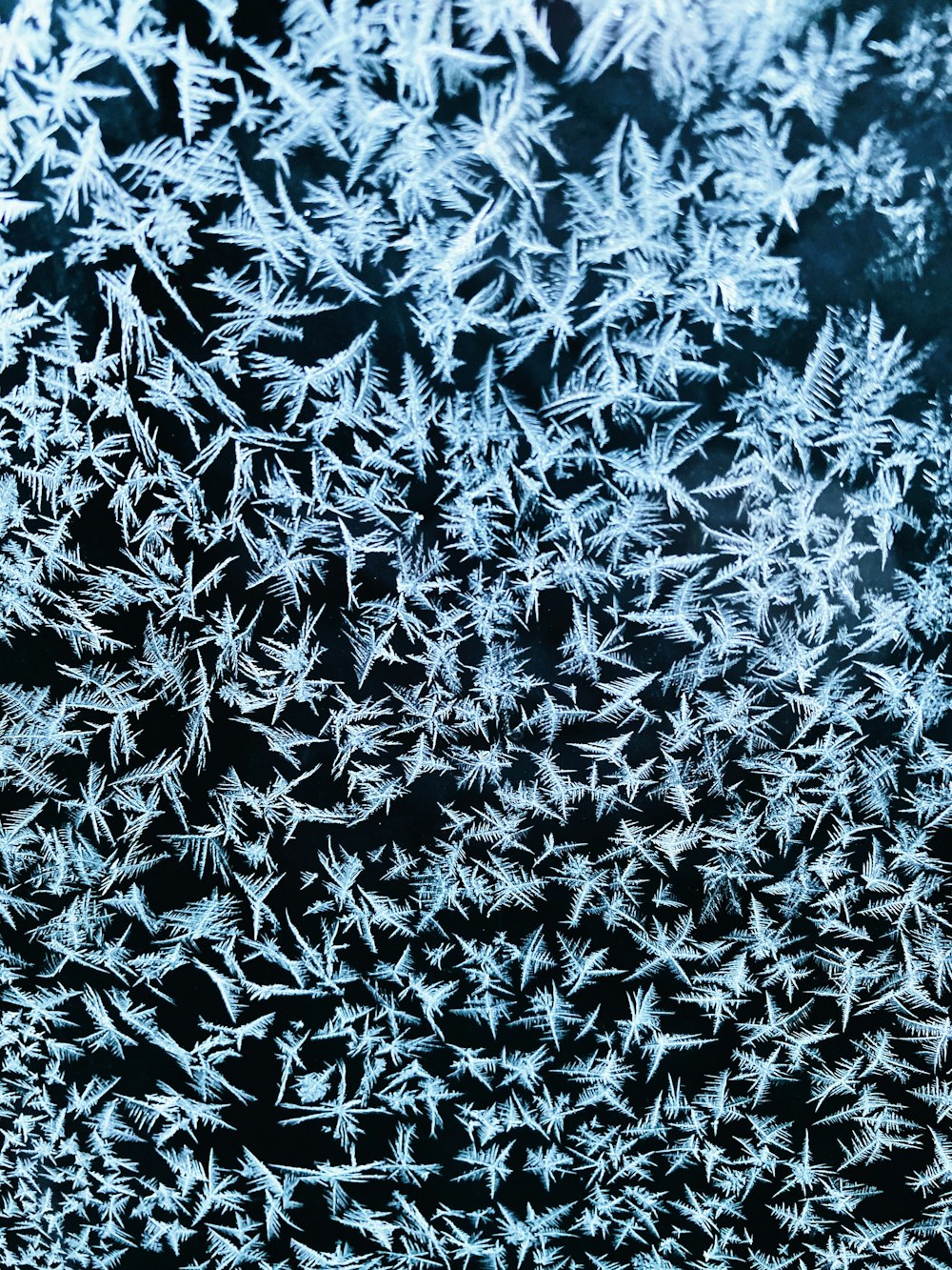 white and black floral textile