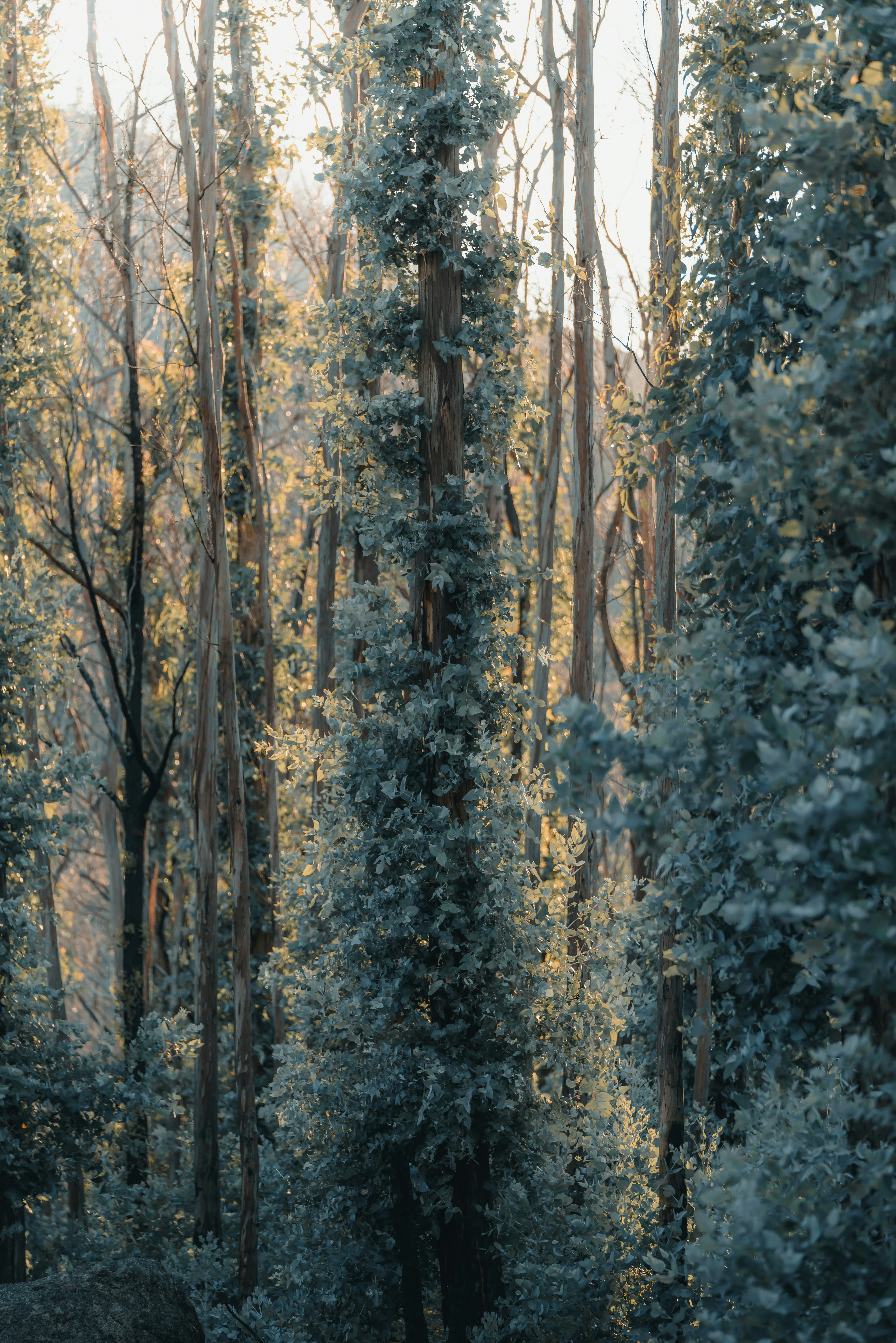 Arbres enneigés pendant la journée photo – Image gratuite de Gris sur ...