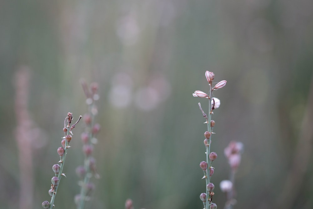 white flower in tilt shift lens