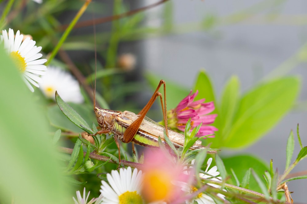 brown grasshopper perched on pink flower in close up photography during daytime