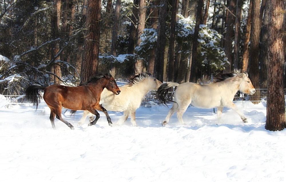 brown horse on snow covered ground during daytime