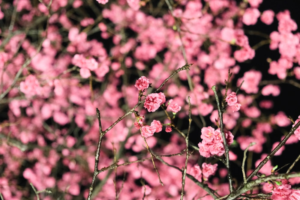 pink flowers in tilt shift lens