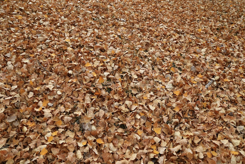 braune getrocknete Blätter auf dem Boden