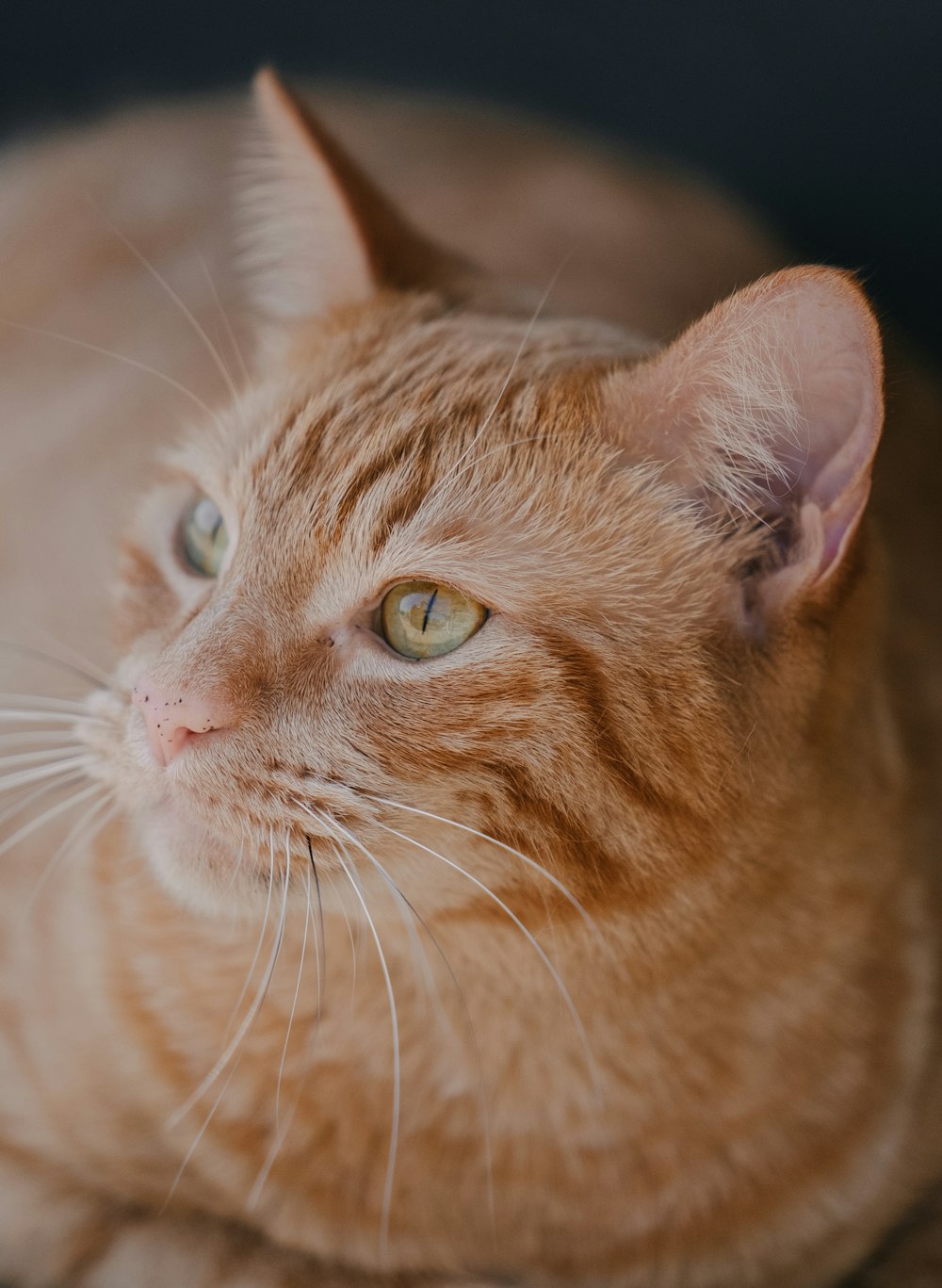 orange tabby cat in close up photography