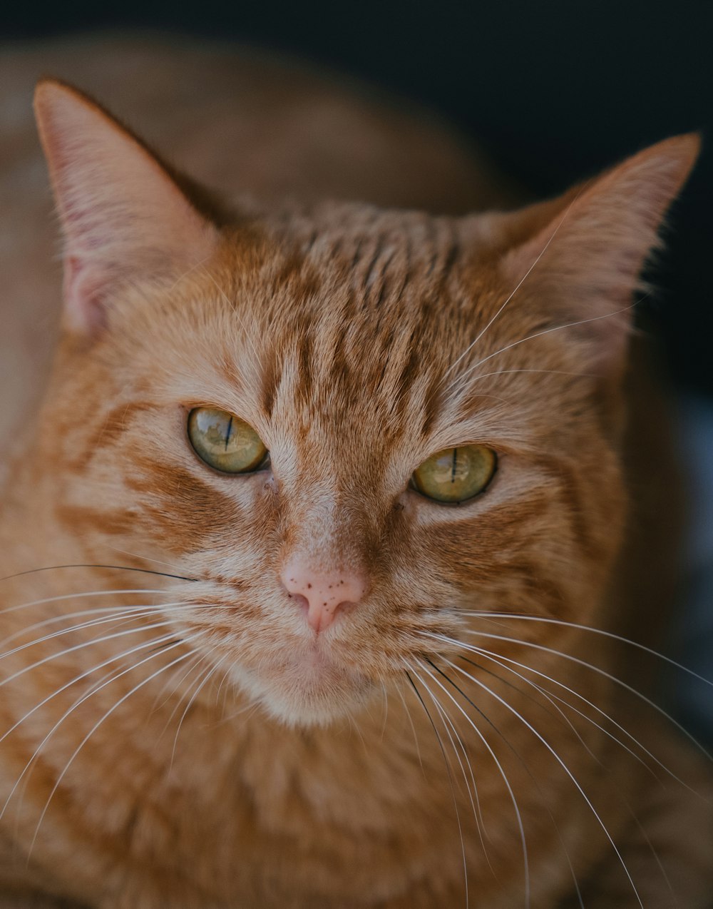 orange tabby cat in close up photography