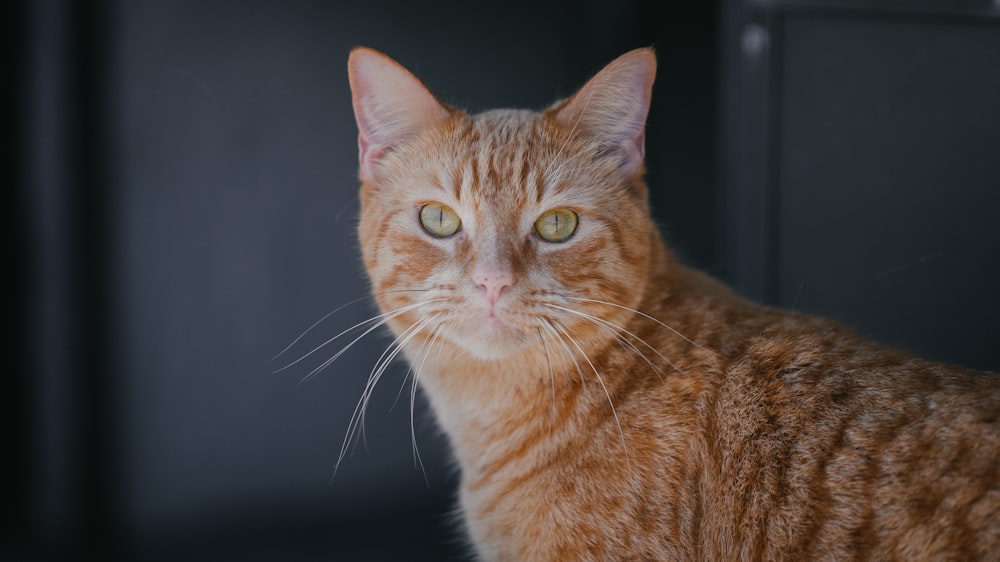 orange tabby cat looking at the camera