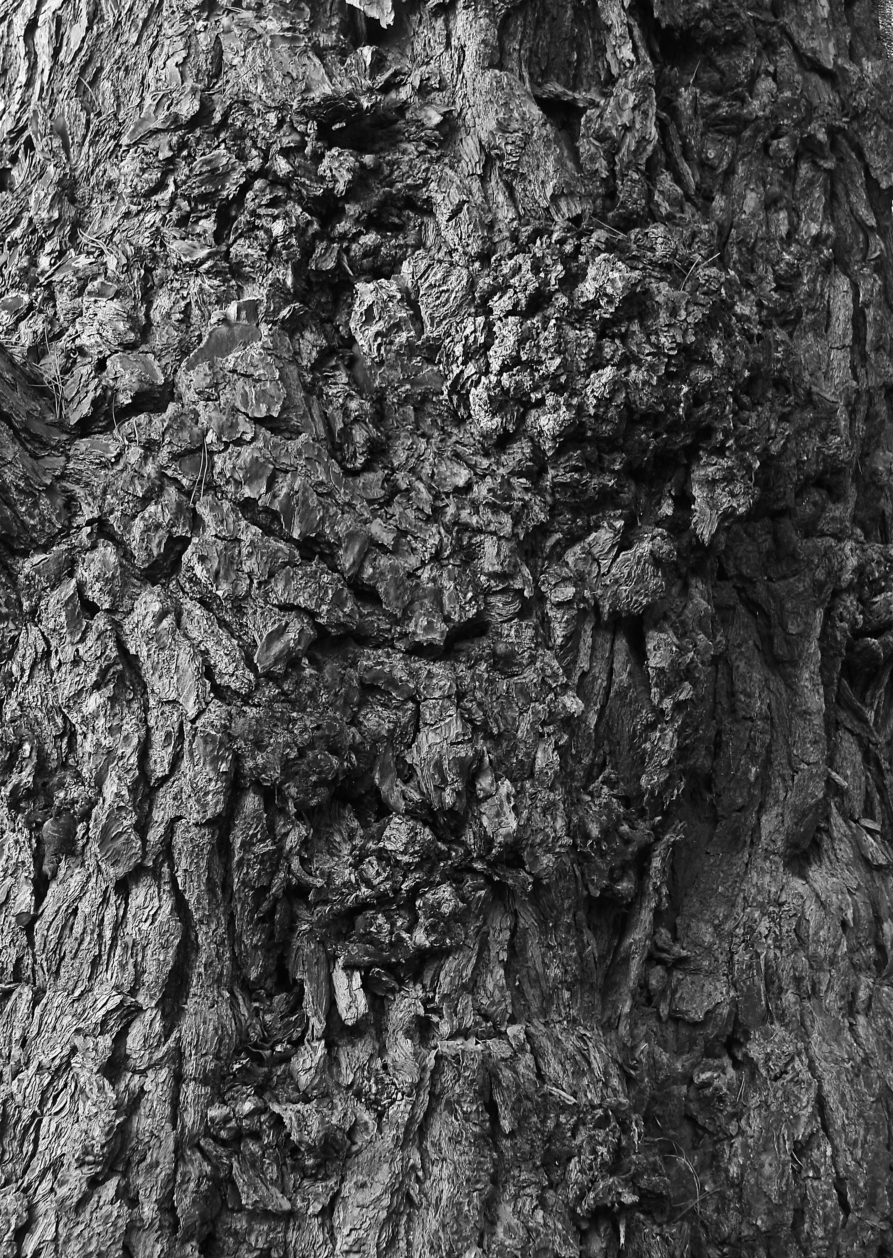 grayscale photo of tree trunk