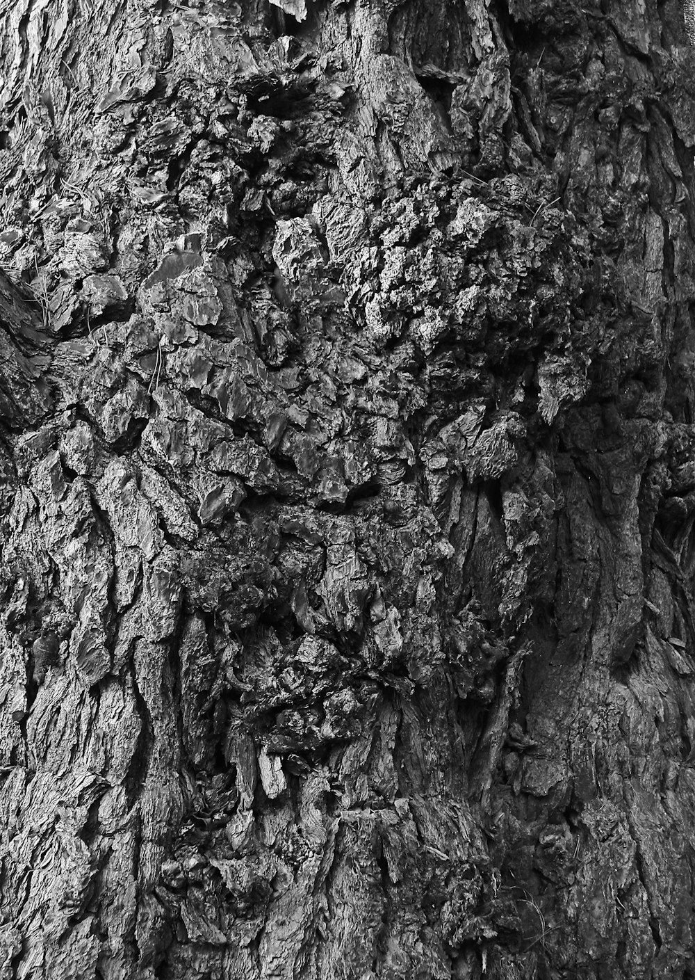 grayscale photo of tree trunk