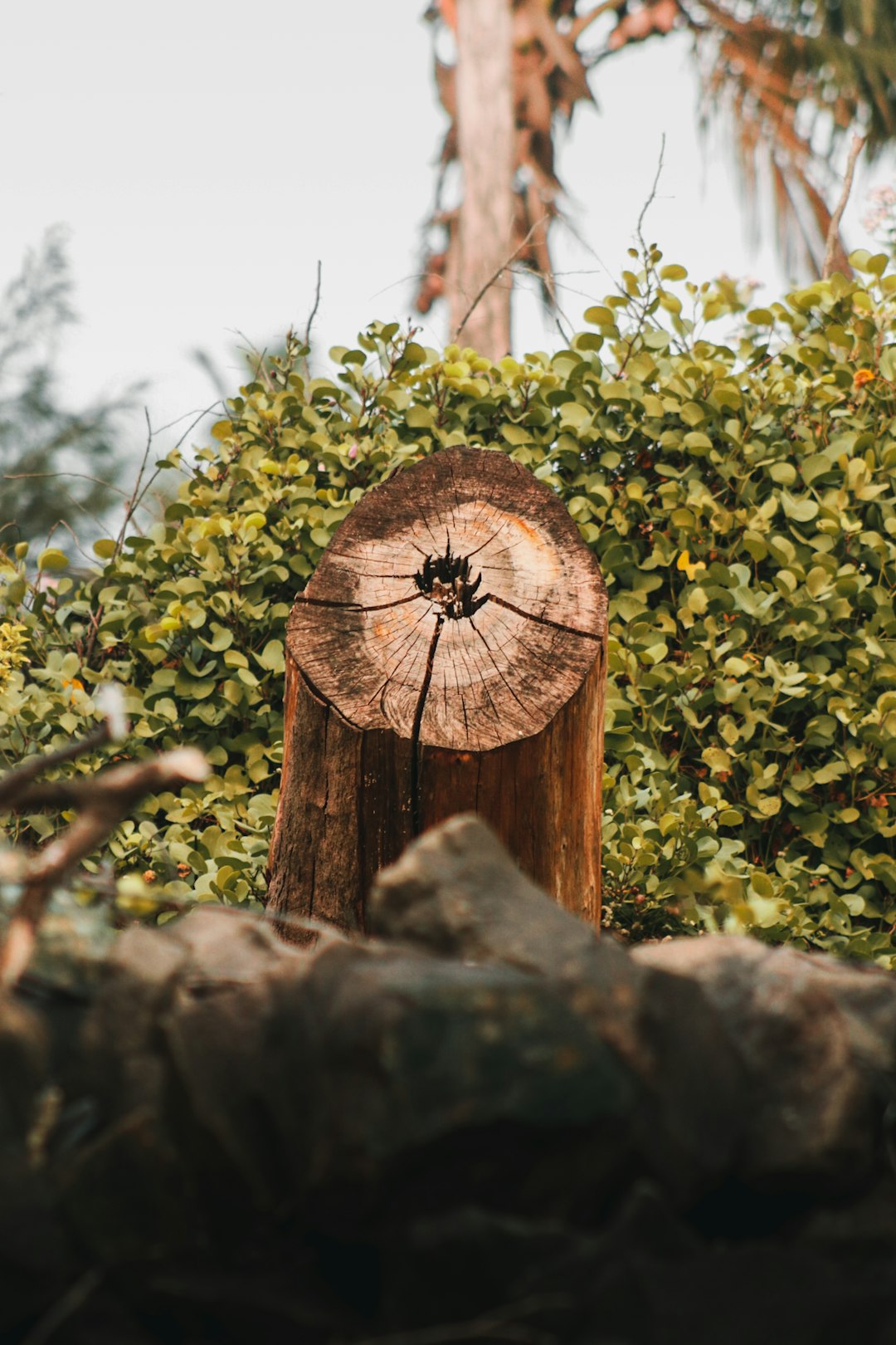 brown wooden cross with green leaves