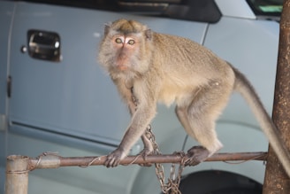 A monkey with brown fur is sitting on a metal bar, and there is a chain around its neck. A vehicle with a silver handle is visible in the background.
