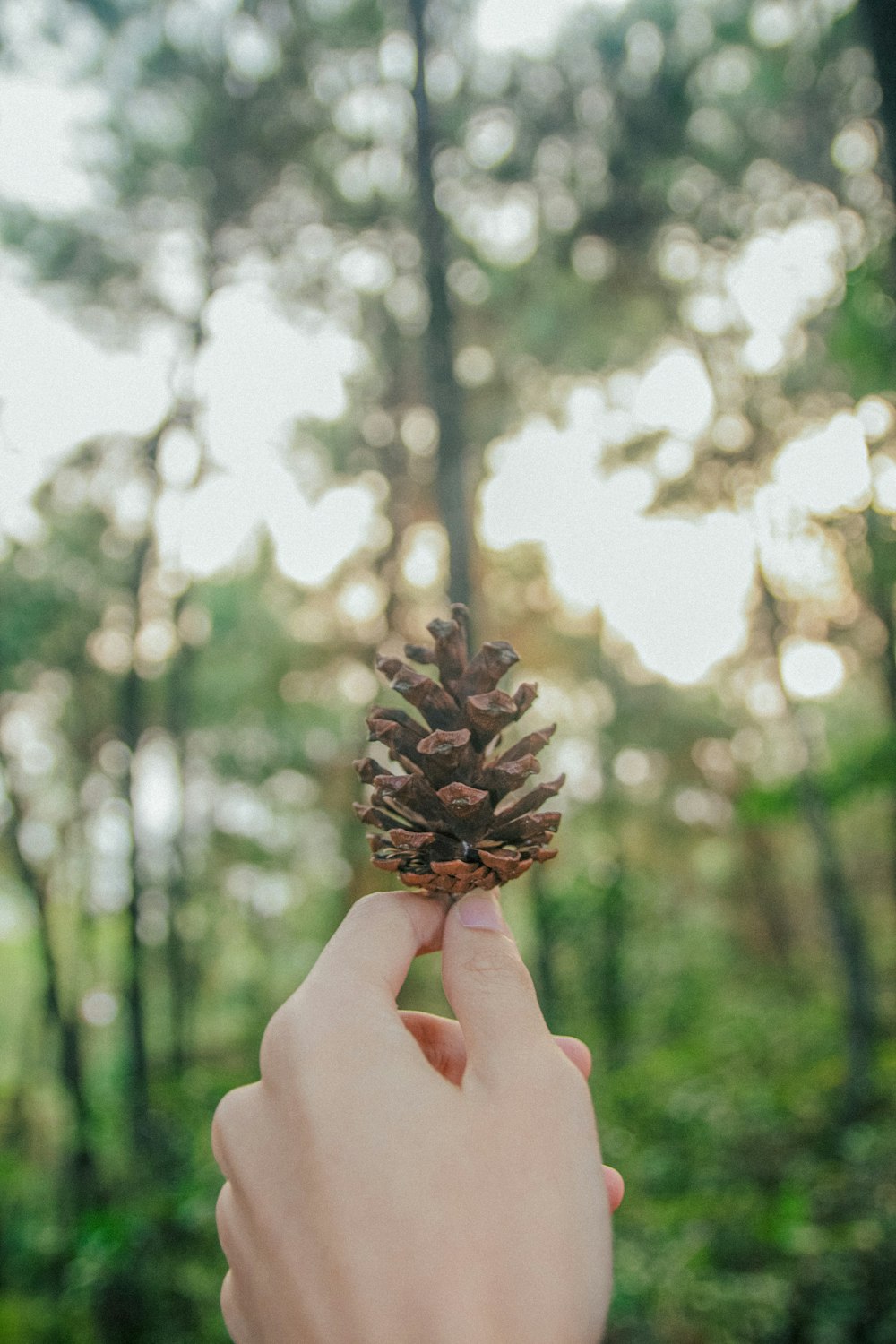 person holding brown pine cone