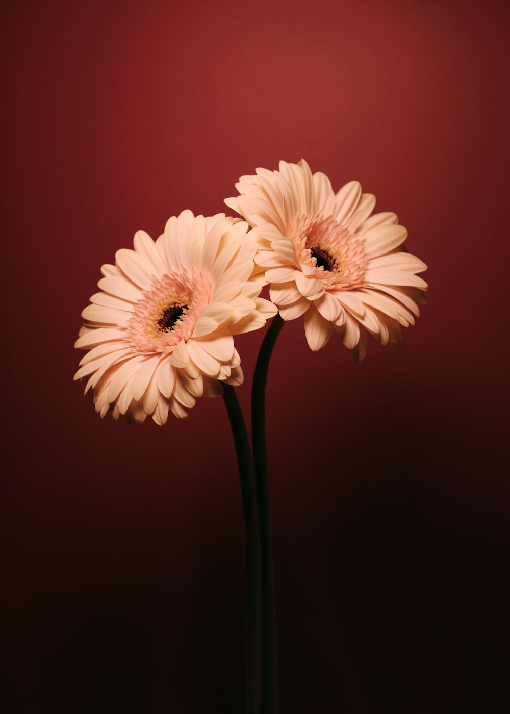 fleur rose et blanche en gros plan photographie