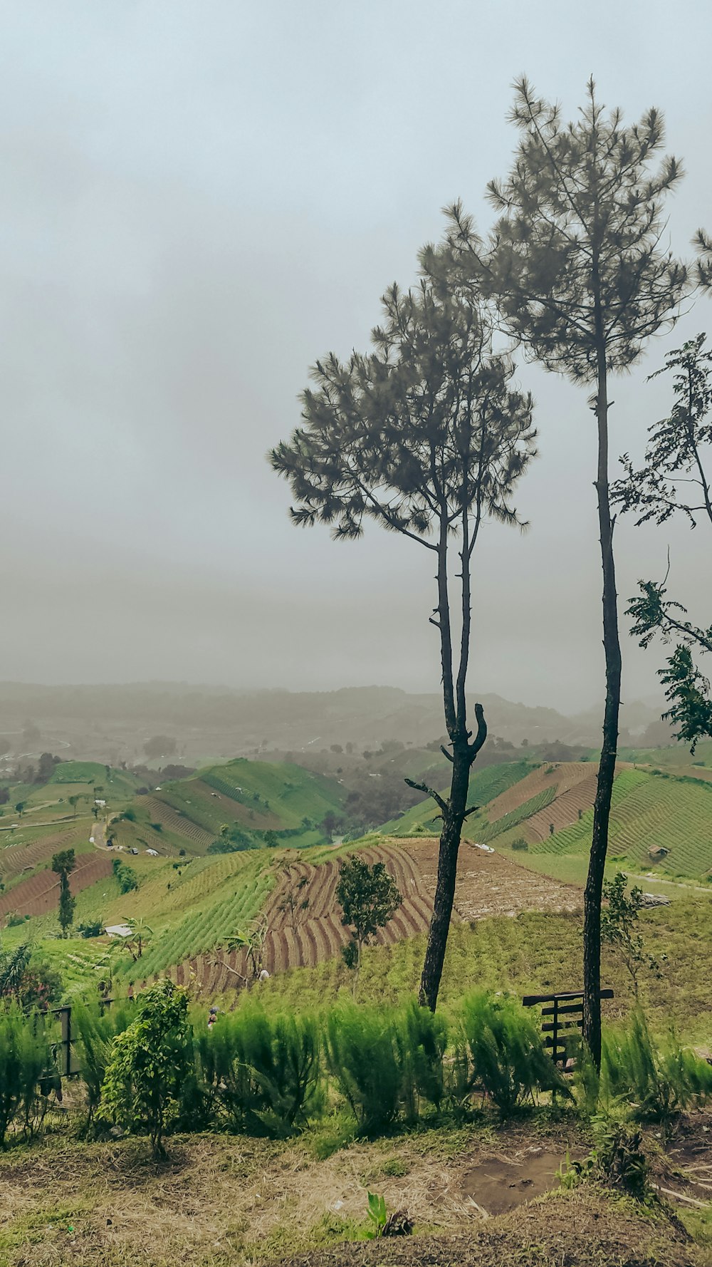 arbre vert sur un champ d’herbe verte pendant la journée