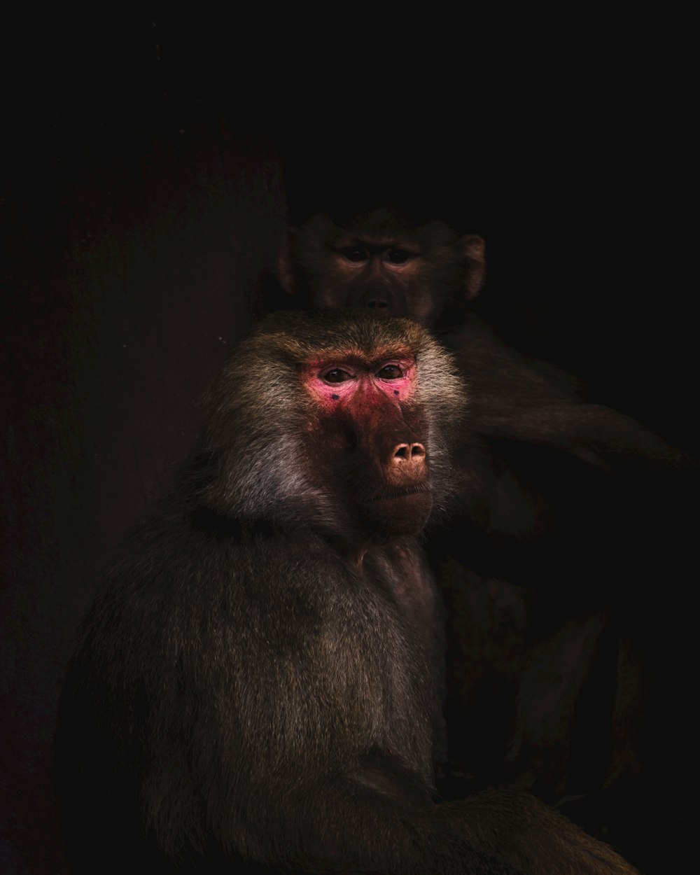 black monkey in close up photography