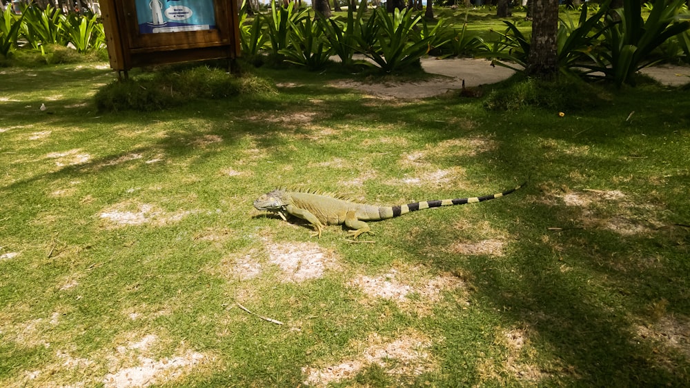 green and black iguana on green grass field during daytime