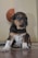 A small, adorable puppy with a black and tan coat sitting on a tiled floor. Its big, round eyes are looking off to the side, and it has a few faint, black spots on its white chest. The background shows a basketball leaning against a light-colored wall.