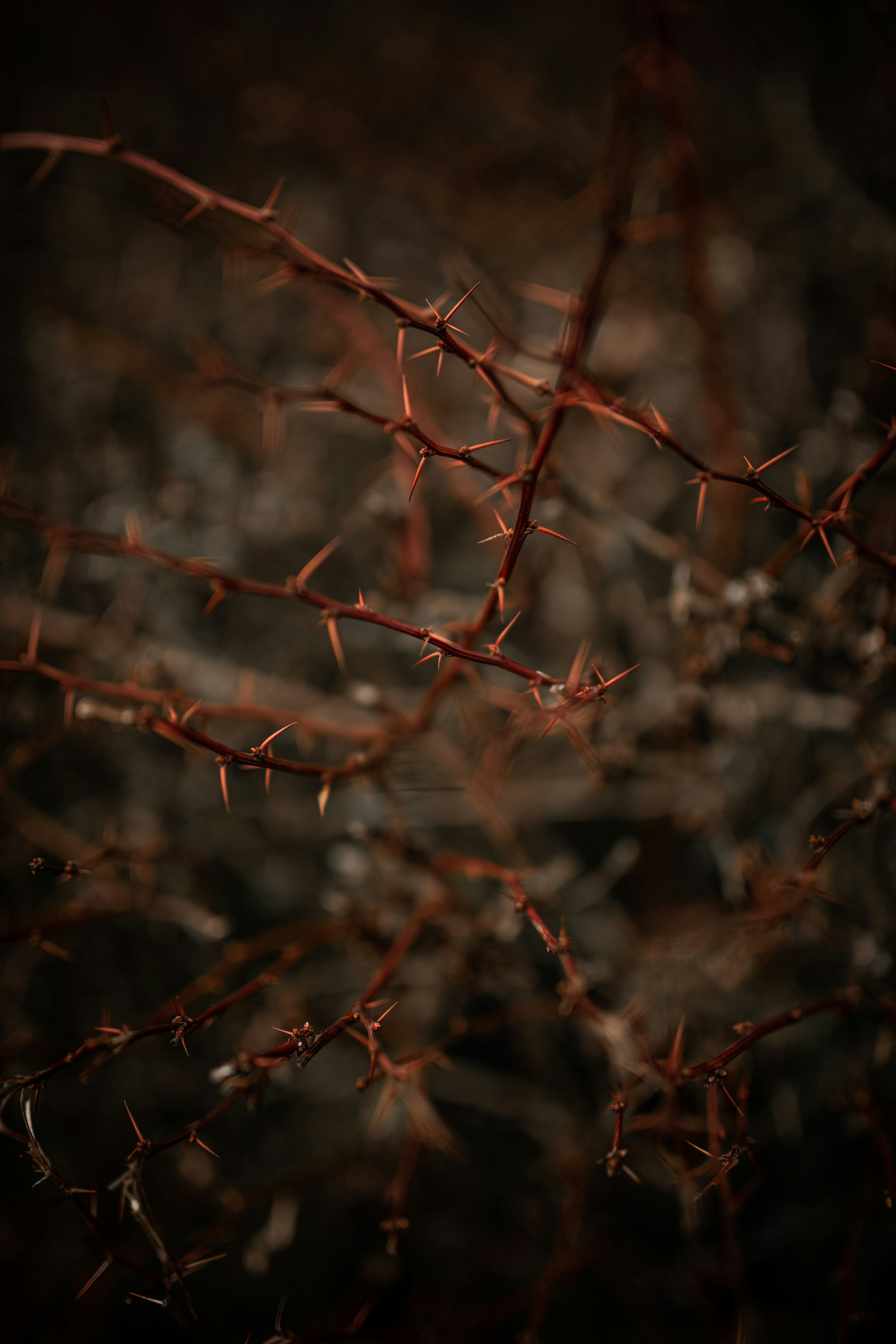 Photo by kajareichardtphotos