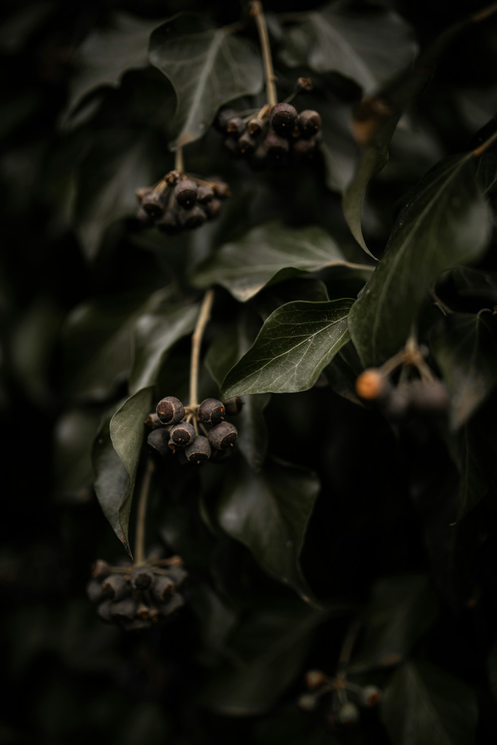 red and black round fruits in tilt shift lens