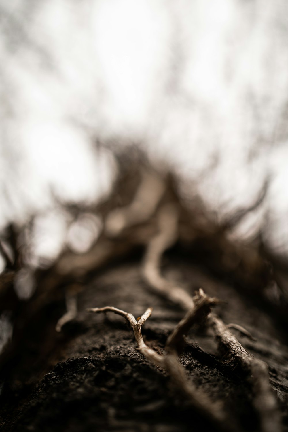 tronc d’arbre brun en gros plan