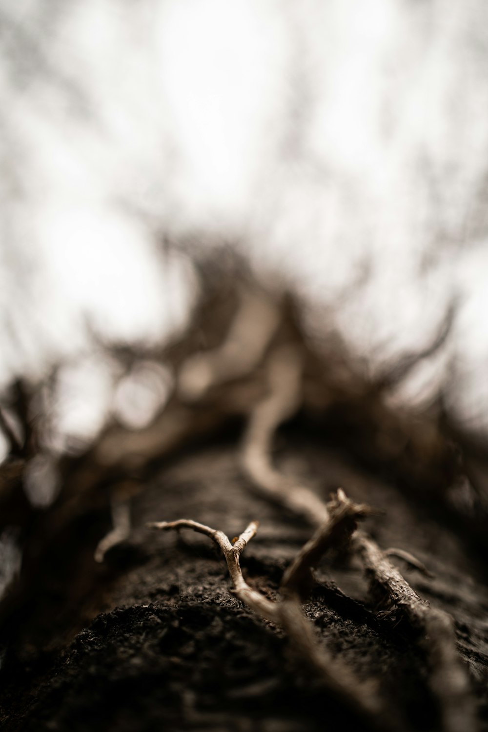 tronco marrom da árvore na fotografia de perto