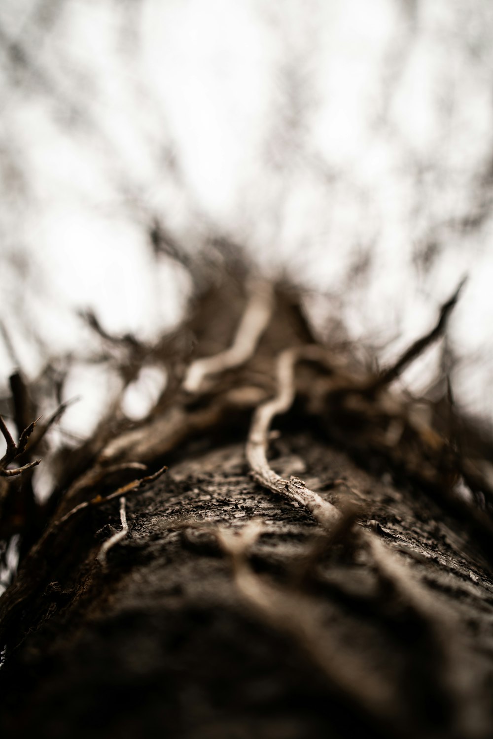 brown tree trunk in close up photography