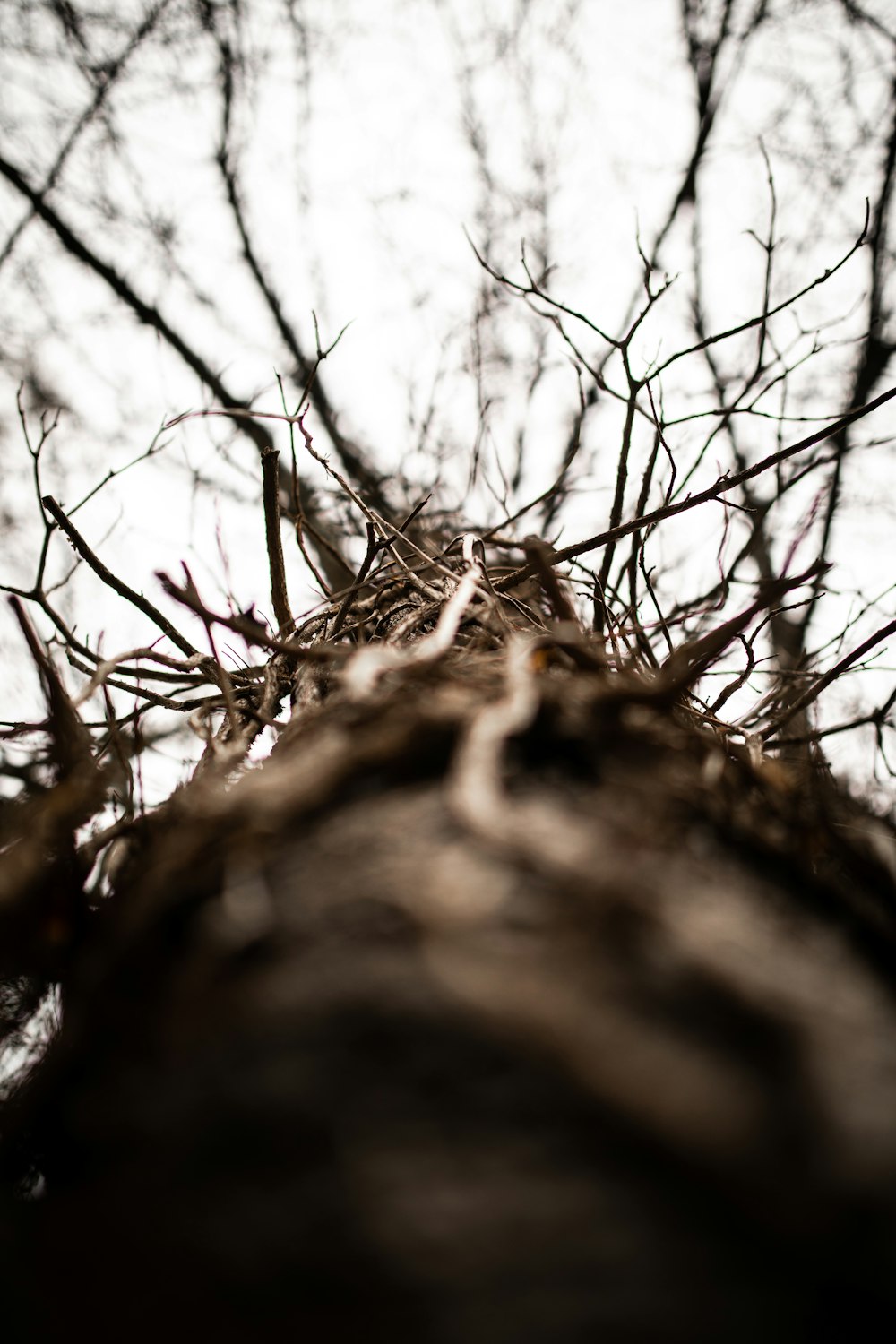 brown tree trunk with white snow