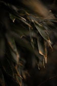 Close-up of dark green leaves with visible signs of decay, characterized by patches of brown and dried edges. The lighting is low, creating a moody and mysterious atmosphere with soft shadows.