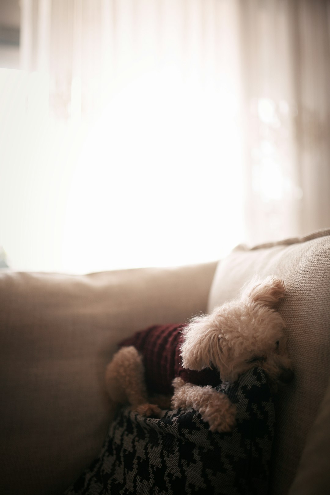 white poodle on brown sofa