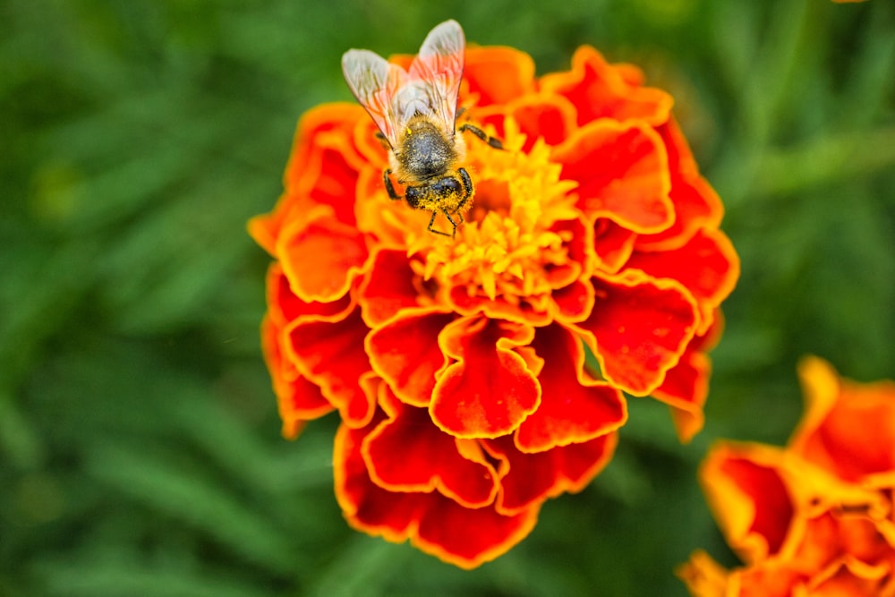 Schwarze und gelbe Biene auf orangefarbener Blume
