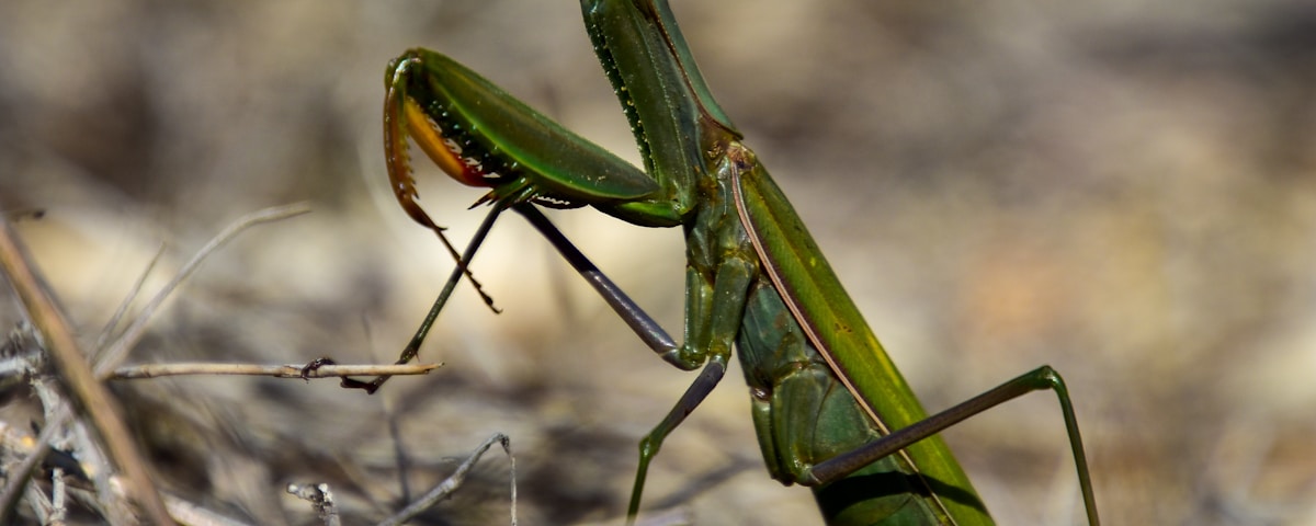 green praying mantis on brown dried grass during daytime