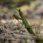 green praying mantis on brown dried grass during daytime