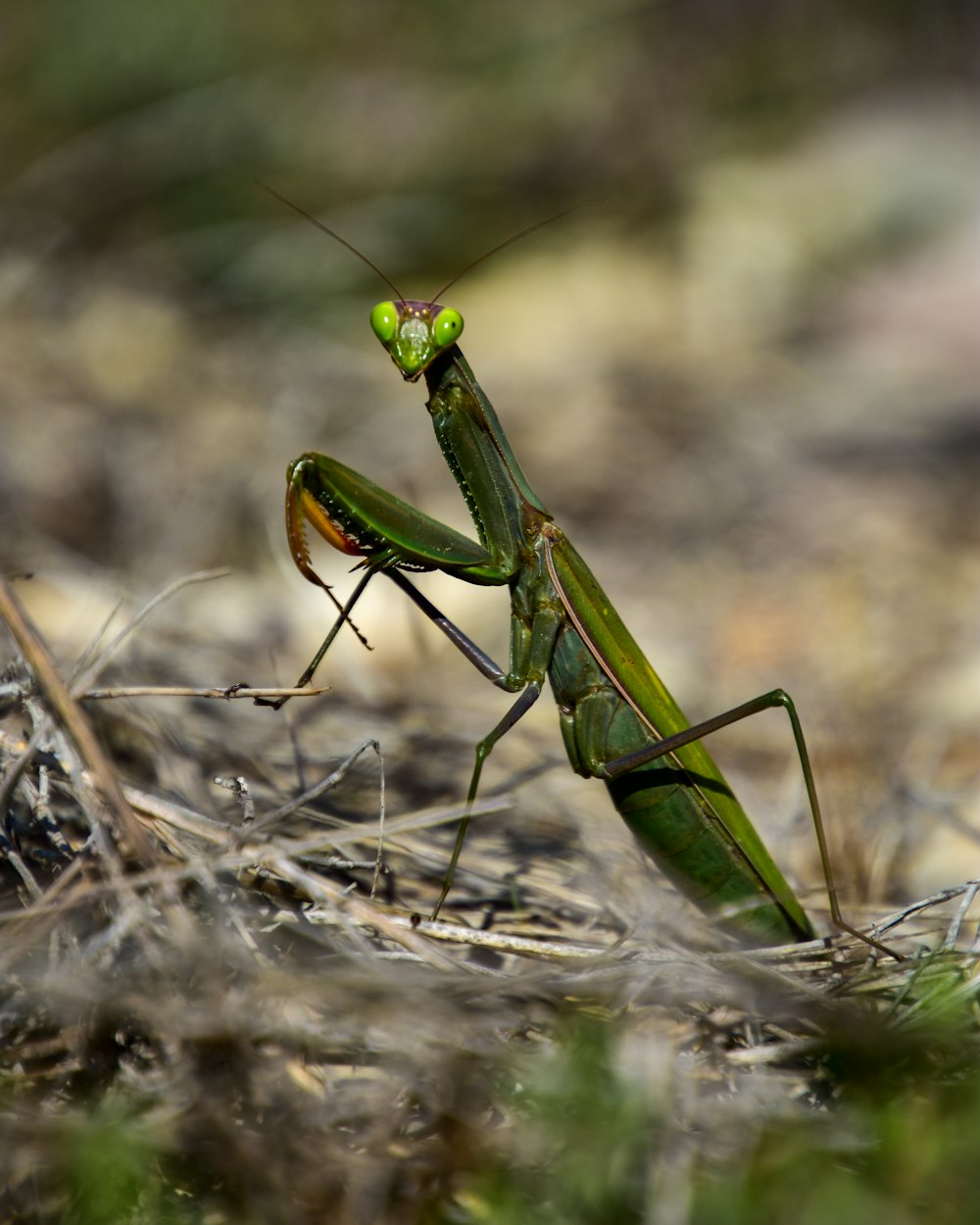 green praying mantis on brown dried grass during daytime