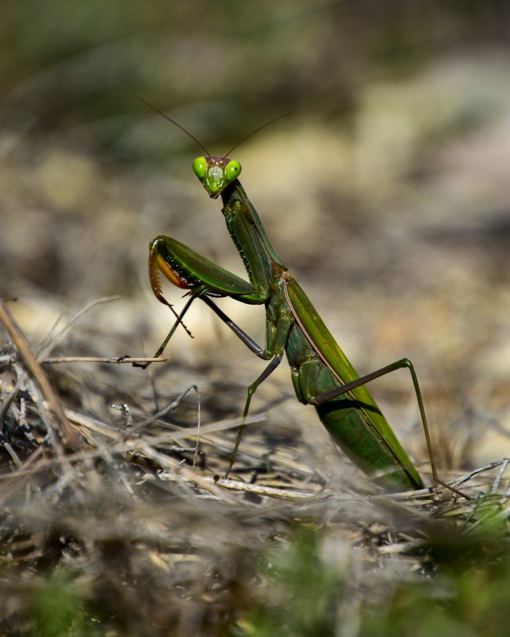 Mantis religiosa verde sobre hierba seca marrón durante el día