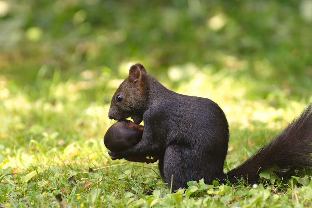 Schwarzes Eichhörnchen auf grünem Gras tagsüber