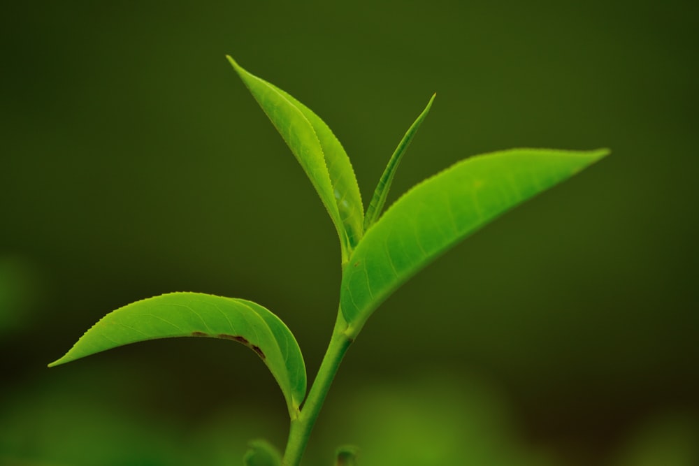 green leaf plant in close up photography